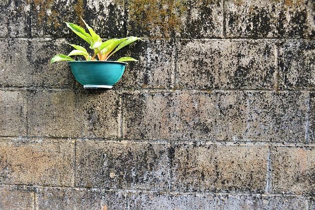Las plantas en tiestos cercanos a muros absorben más el calor y necesitarán ser hidratadas constantemente. Foto: Pixabay.com