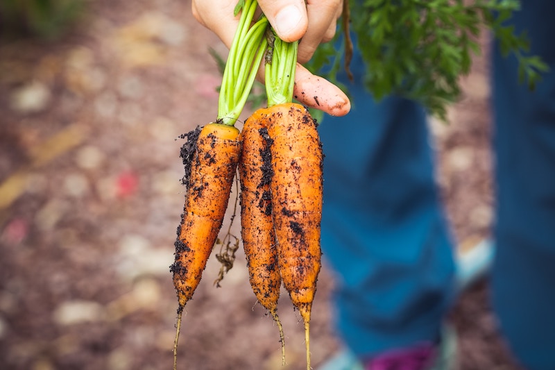 Manos sosteniendo tres zanahorias color naranja recién cosechadas. 