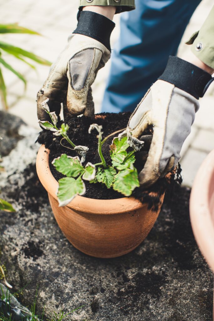 Manos con guantes sembrando plantas en un tiesto de terracota