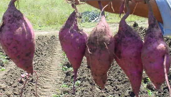 Cultivo de batata
