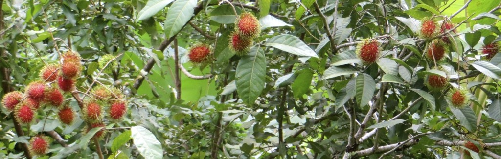 Tropicales exóticos en temporada - Agrochic: Jardinería y Bienestar