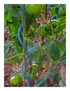 Aunque las variedades de tomate de crecimiento determinado no necesitan un tutor o estaca, acostumbro el uso de éstos para darle sostén a las plantas, y proteger las ramas 