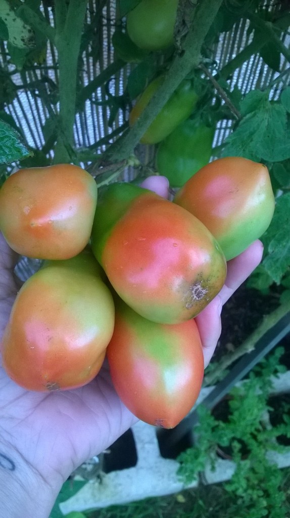 ¡Qué pinta tienen los tomates! Foto: Sylvia