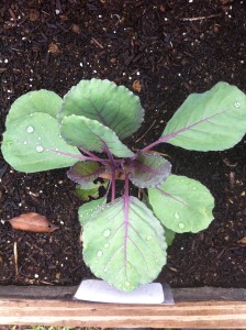 Durante las noches frías el color del repollo morado se intensifica y se define el crecimiento de su cabeza. Sin embargo, sucede todo lo contrario en épocas calurosas. Foto: Perla Sofía Curbelo Santiago