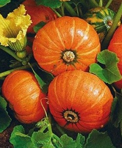 Esta calabaza la puedes cosechar entre 85 a 90 días. Madura de amarillo pálido a naranja intenso. Ideal para tiestos pues crece compacta. Foto suministrada.