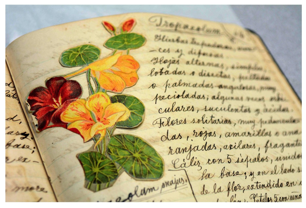 Los dibujos llenos de color hechos por Ana Roqué de Duprey se aprecian en los 30 cuadernos de la Botánica antillana. Foto por Juan Costa/Centro de Periodismo Investigativo.