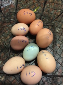 Pesa y clasifica todos los huevos de tus gallinas ponedoras. Fot de María Rodríguez