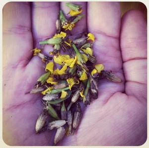Una vez se secan las flores del estragón mexicano, podemos obtener de ellas las semillas, las cuales parecen pajilla. Foto: Perla Sofía Curbelo Santiago