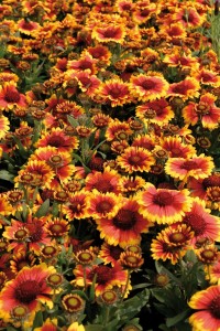 Gaillardia Gallo Bicolour Foto: Florensis/National Garden Bureau