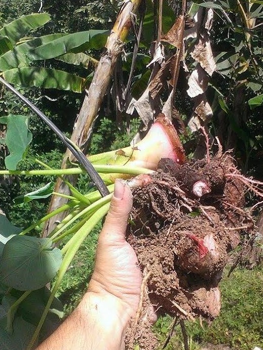 Malanga en el huerto! - Agrochic: Jardinería y Bienestar