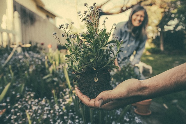 Foto: Mantenimiento a jardines |Pixabay.com