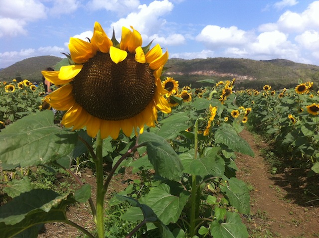 Pedes pasearte entre las numerosas hileras de girasoles. La siembra abarca alrededor de 10 cuerdas. Foto: Perla Sofía Curbelo Santiago