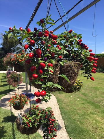 Utiliza canastas para colocar en el patio o en el balcón. En ellas puedes sembrar pimientos junto a hierbas aromáticas. Foto archivo: Perla Sofía Curbelo Santiago