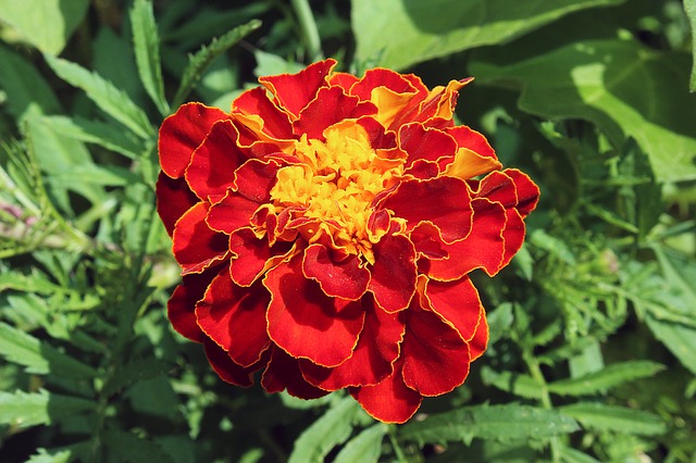 flor roja con centro amarillo