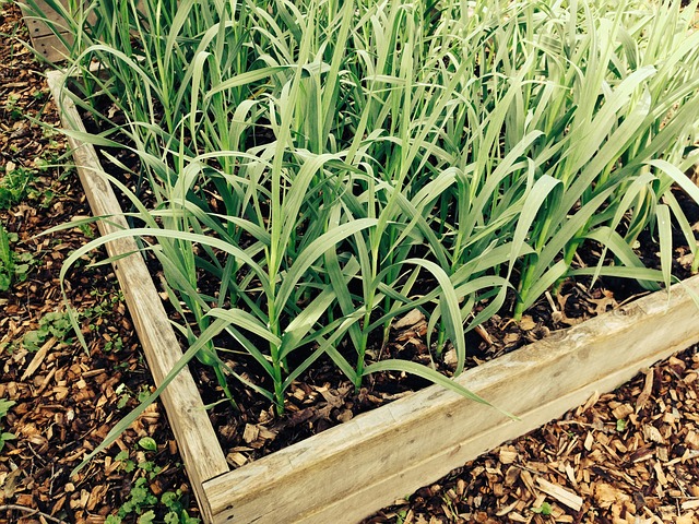 Cultivo de hortalizas en el huerto