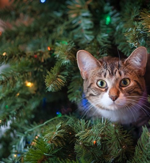 gato en árbol navideño