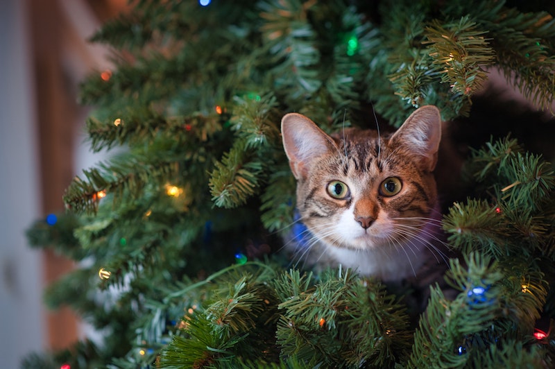 gato en árbol navideño