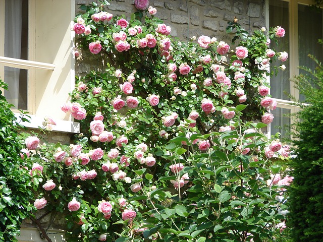 Rosa, reina de las flores