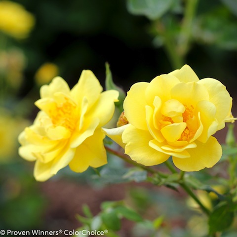 Rosa, reina de las flores