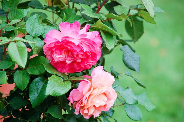 Rosa, reina de las flores