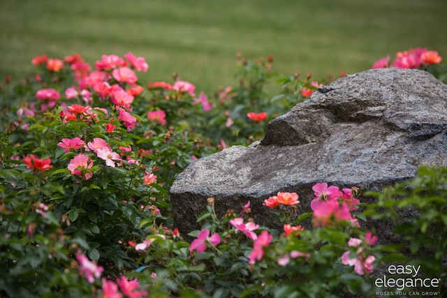 Rosa, la reina de las flores