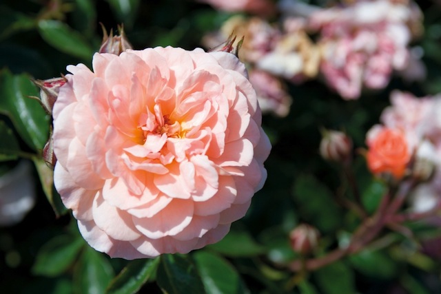 Rosa, reina de las flores