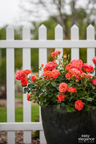 Rosa, la reina de las flores