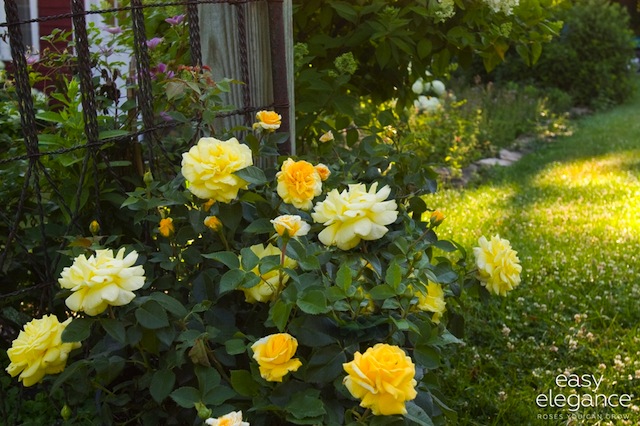 Rosa, la reina de las flores