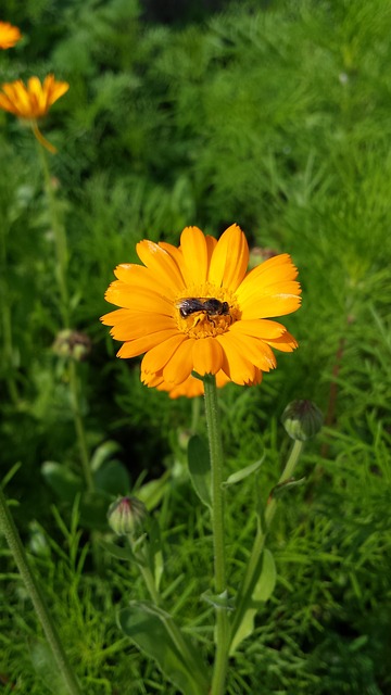 abeja sobre flor amarilla
