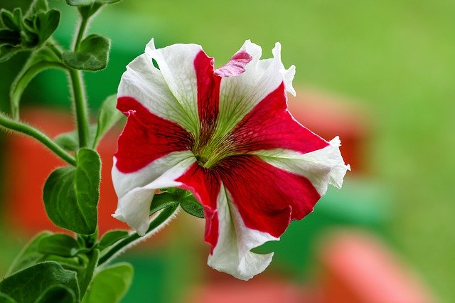 flor con pétalos rojos y blancos