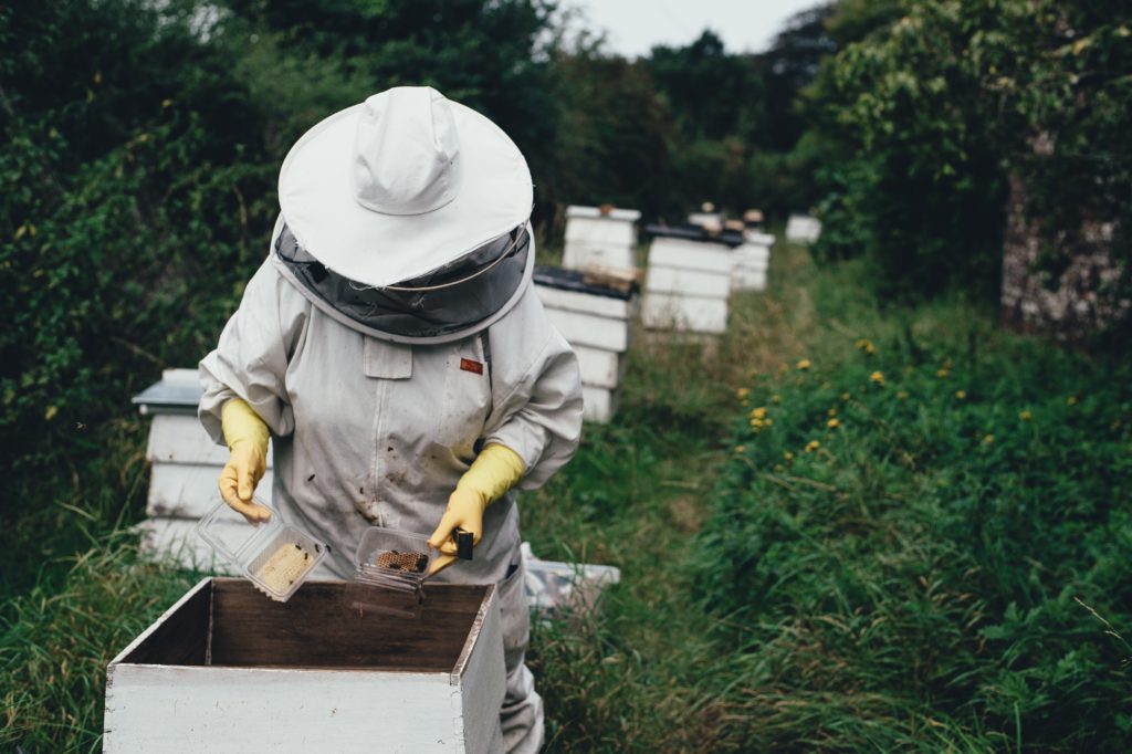 La apicultura: un recurso de vida - Agrochic: Jardinería y Bienestar