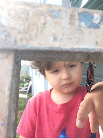 Niño observa mariposa.
