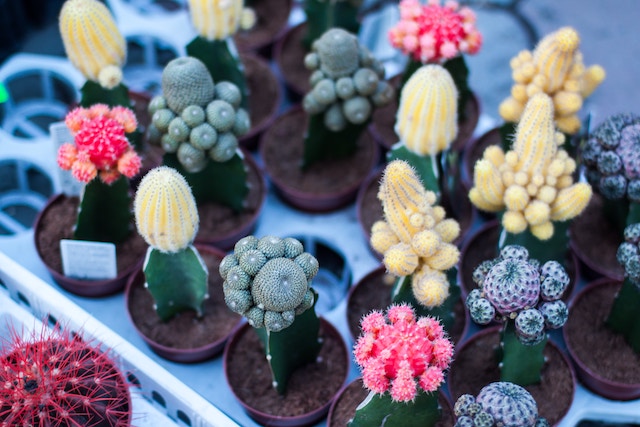 Variedad de cactus coloridos.