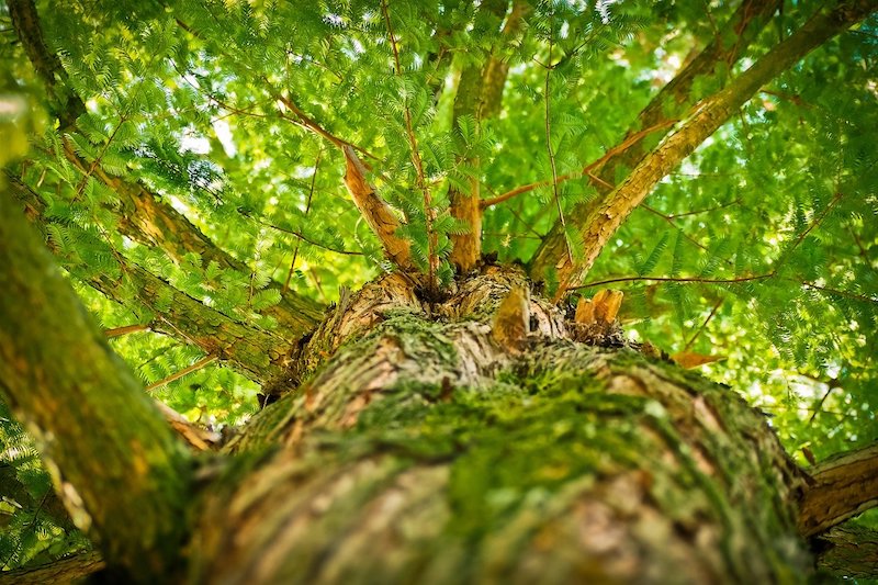 Árbol es parte de la jardinería
