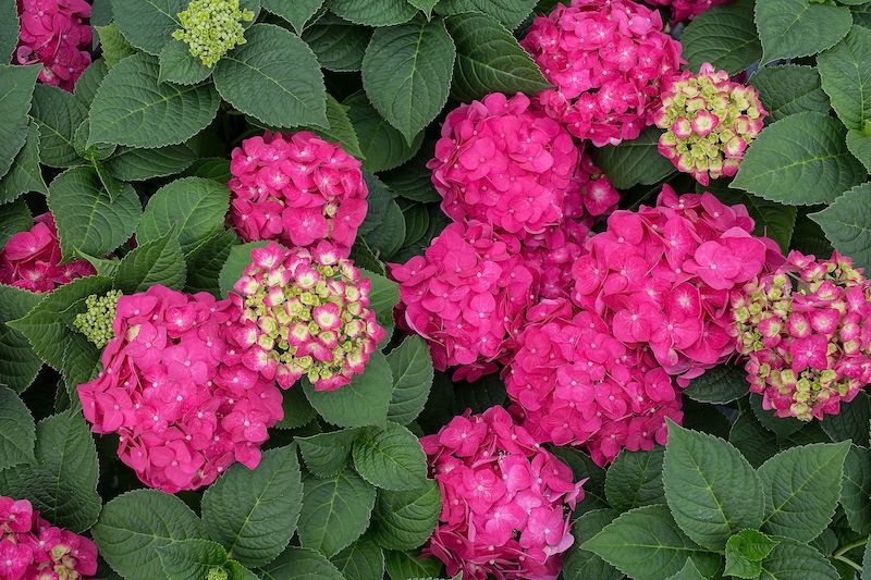 Hortensias Agrochic Gardening Inspiration Advice