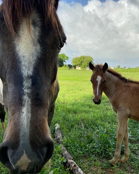 caballos