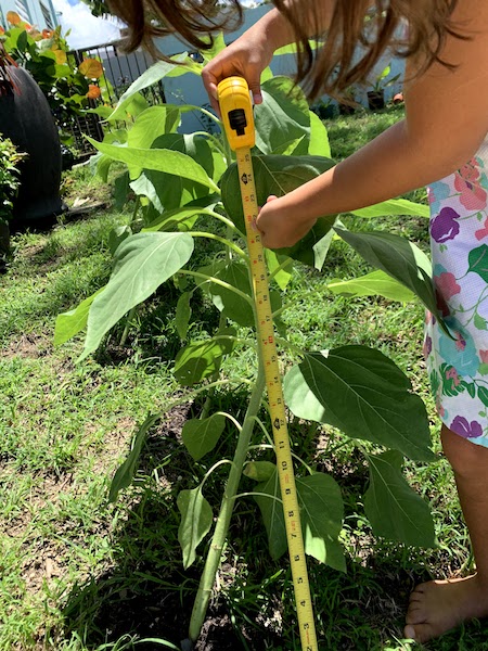 Aprende sobre el girasol - Agrochic: Jardinería y Bienestar
