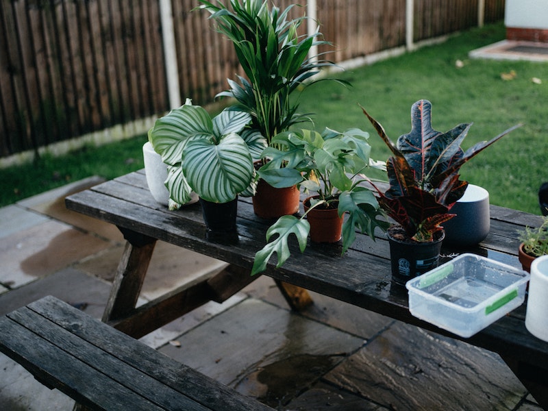 plantas sobre una mesa marrón