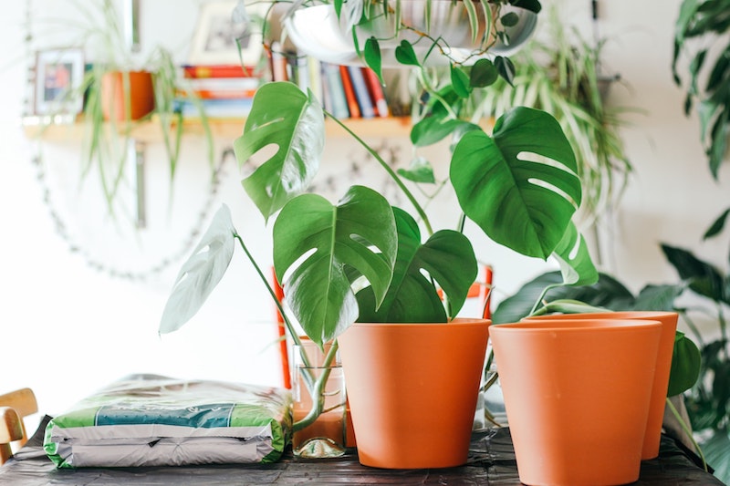 variedad de tiestos, plantas y sacos de tierra