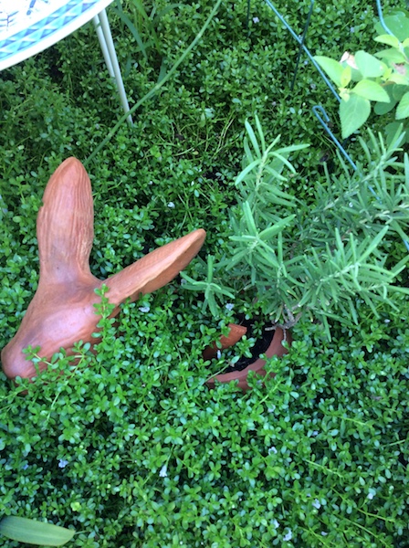 Un Nuevo Proyecto De Siembra Agrochic Jardinería Y Bienestar