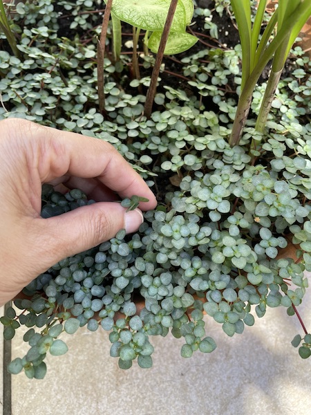 mano tocando hojas de una planta