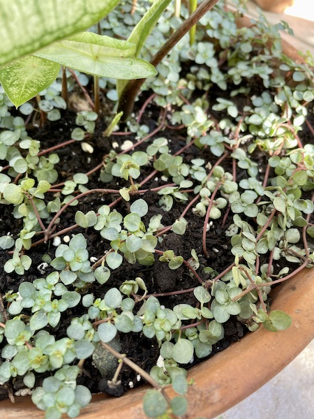 Receta de siembra con planta de hojas verde claro
