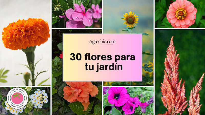 Cuatro flores comestibles que se pueden plantar en el jardín
