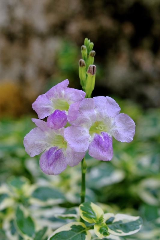 Flores de asystasia gangetica.